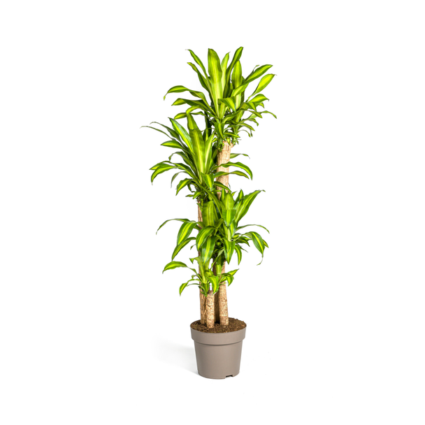 Goldpalme, Drachenblutbaum, Tropische, Grüne Zimmerpflanze, Grünes Blatt mit gelbgrüner Rand, Dracaena Fragrans Massangeana Karussell Ø30cm - ↕180cm