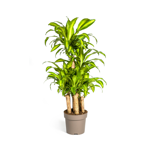 Goldpalme, Drachenblutbaum, Tropische, Grüne Zimmerpflanze, Dracaena Fragrans Massangeana Karussell Ø30cm - ↕140cm