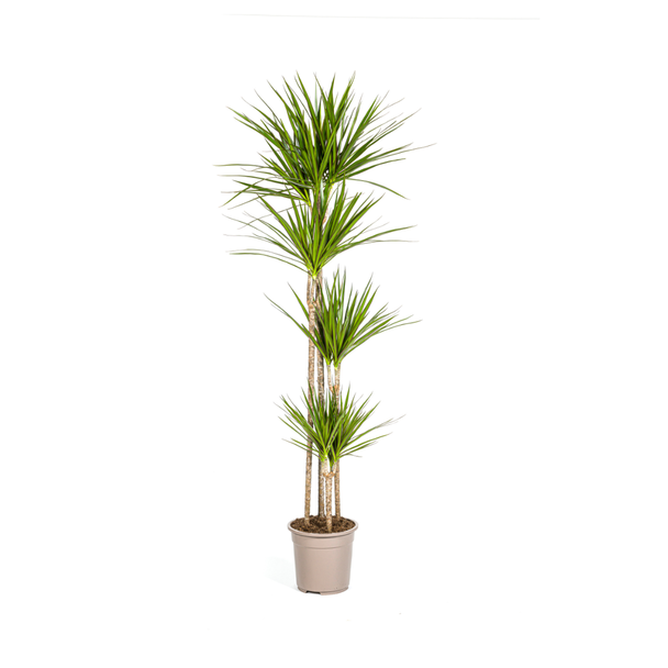 Drachenbaum, Drachenblutbaum, Lange schmale grüne Blätter, Zimmerpflanze, Dracaena Marginata Magenta Ø27cm - ↕180cm