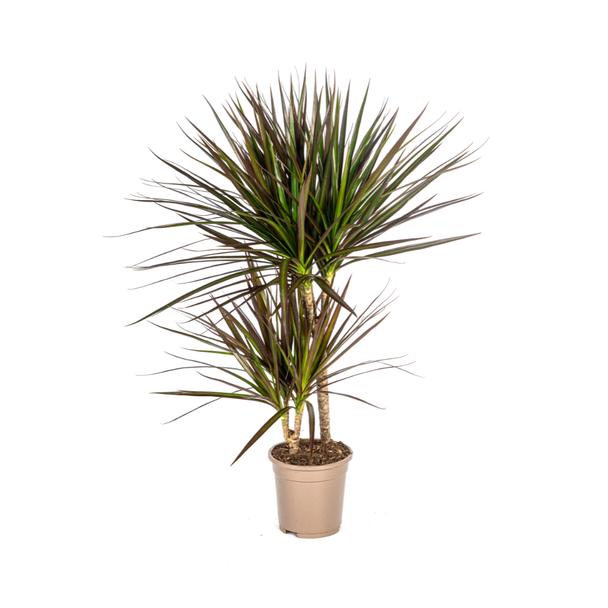 Drachenbaum, Drachenblutbaum, Lange Schmale Blätter mit Roter Rand, Zimmerpflanze, Dracaena Marginata Magenta Ø17cm - ↕60cm