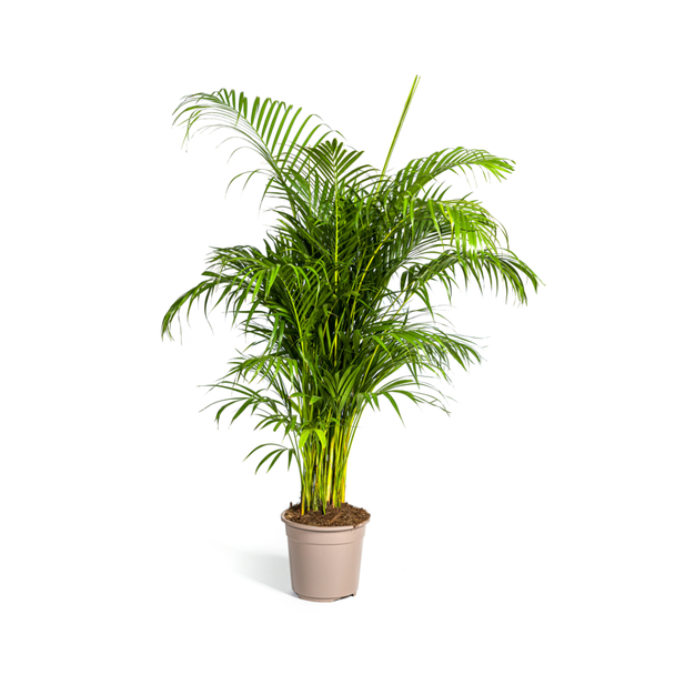 Areca-Palme, tropisch, grüne Zimmerpflanze, Boho-Stil, Dypsis lutescens Ø27cm - ↕180cm