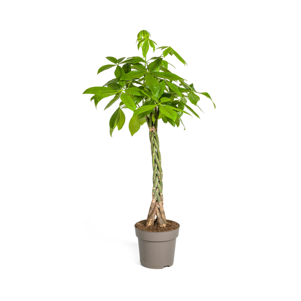 Der Geldbaum oder Wasserkakao, Grüne Pflanze, Symbolik von Glück und Wohlstand, Pachira Aquatica Ø27cm - ↕140-150cm