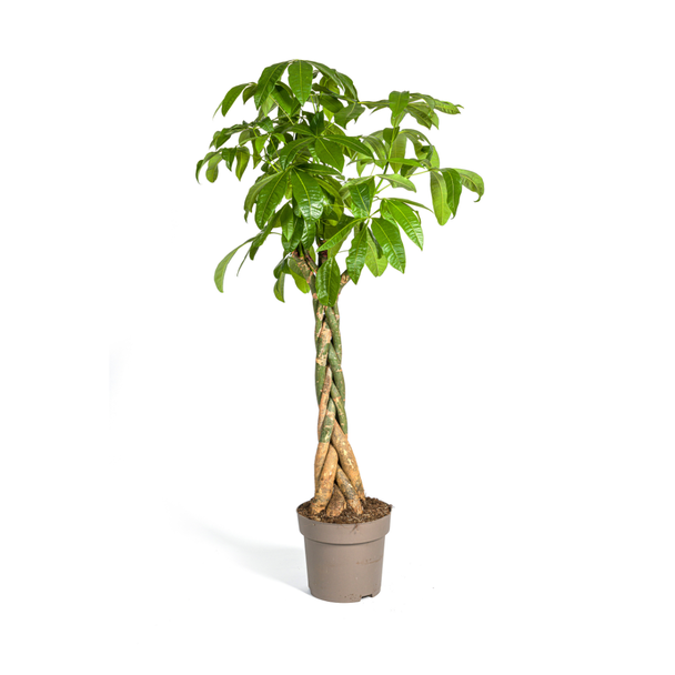 Geldbaum oder Wasser-Kakao, Grüne Pflanze, Symbolik von Glück und Wohlstand, Pachira Aquatica Ø30cm - ↕170-180cm