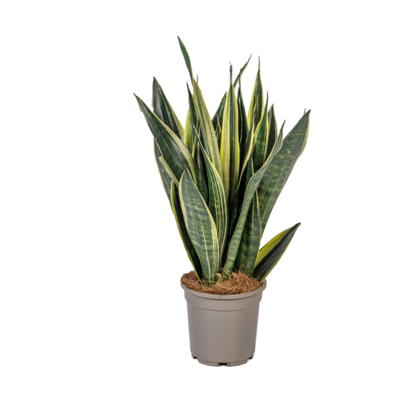 Schwiegermutterzunge, Sansevieria trifasciata Canary Ø17cm - ↕50-55cm
