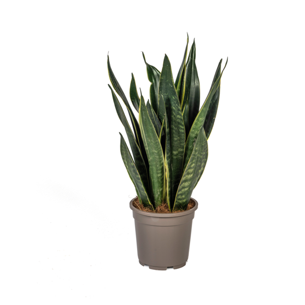 Schwiegermutterzunge, Sansevieria Black Superba Ø17cm - ↕50-55cm