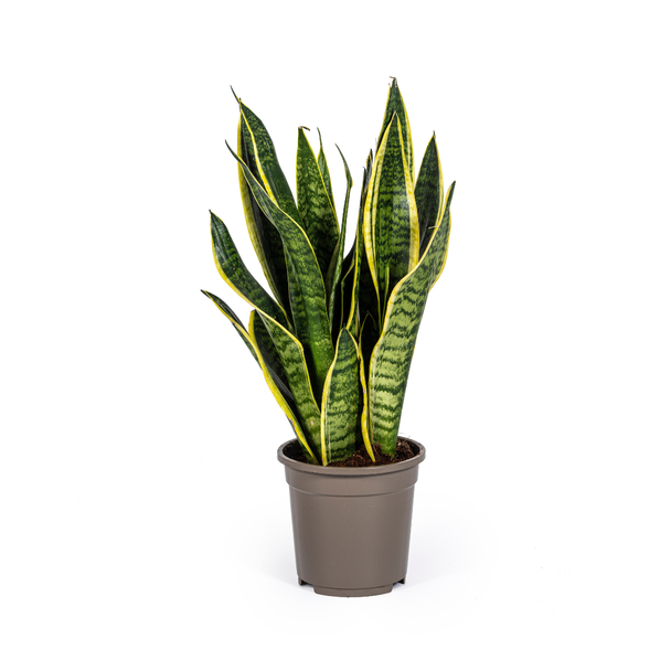 Schwiegermutterzunge, Sansevieria trifasciata Futura Superba Ø17cm - ↕50-55cm