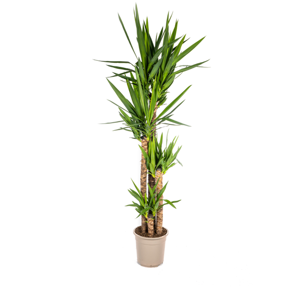 Palmlilie, Pflegeleichte Grüne Pflanze, Tropische Sphären, Yucca Elephantipes Ø27cm - ↕150-160cm