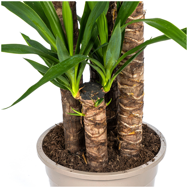 stam Yucca Elephantipes