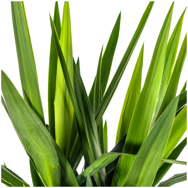 bladeren Yucca Elephantipes