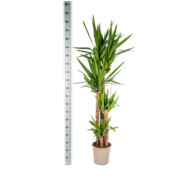 afmeting Yucca Elephantipes in pot Ø27 cm hoogte 150–170 cm
