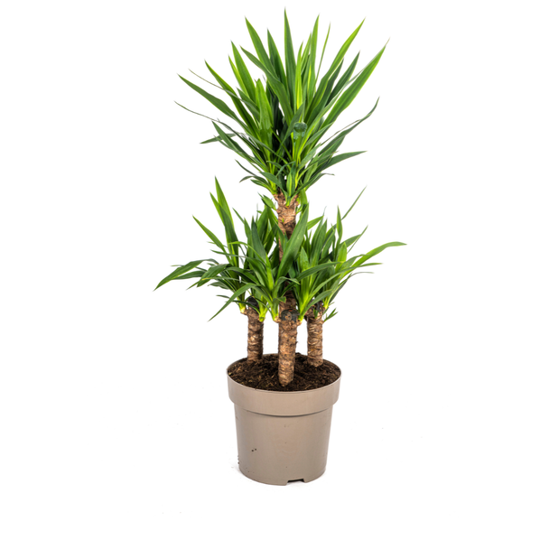 Palmlilie, Pflegeleichte Grüne Pflanze, Tropische Sphären, Yucca Elephantipes Ø30cm - ↕90-100cm