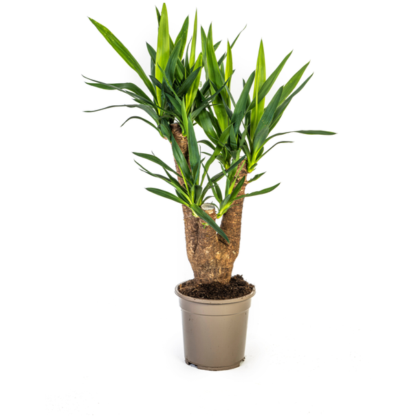 Palmlilie, Pflegeleichte Grüne Pflanze, Tropische Sphären, Yucca Elephantipes Ø21cm - ↕60-65cm