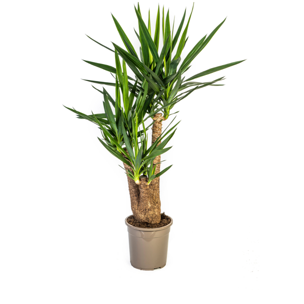 Palmlilie, Pflegeleichte Grüne Pflanze, Tropische Sphären, Yucca Elephantipes Ø24cm - ↕90-100cm