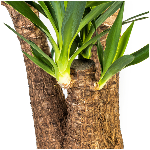 stam Palmlelie Yucca Vertakt