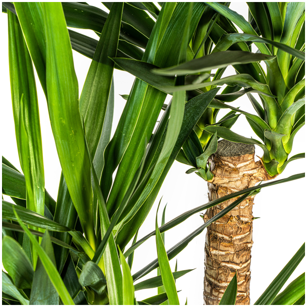 bladeren Palmlelie Yucca Vertakt