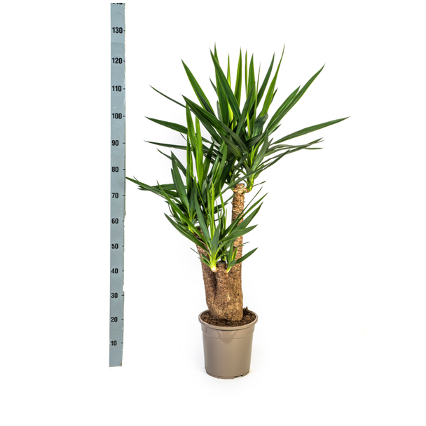 Grote Yucca Elephantipes Vertakt 80–100 cm