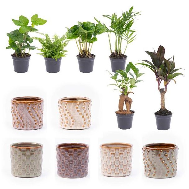 Set van 6 Mini planten  Inclusief pot set Barcelona Ø7cm - ↕15cm  Hoog