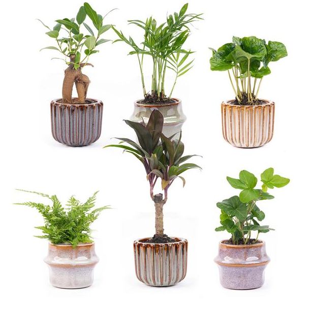 Set von 6 Mini-Pflanzen inklusive Topfset Barcelona Ø7cm - ↕15cm hoch