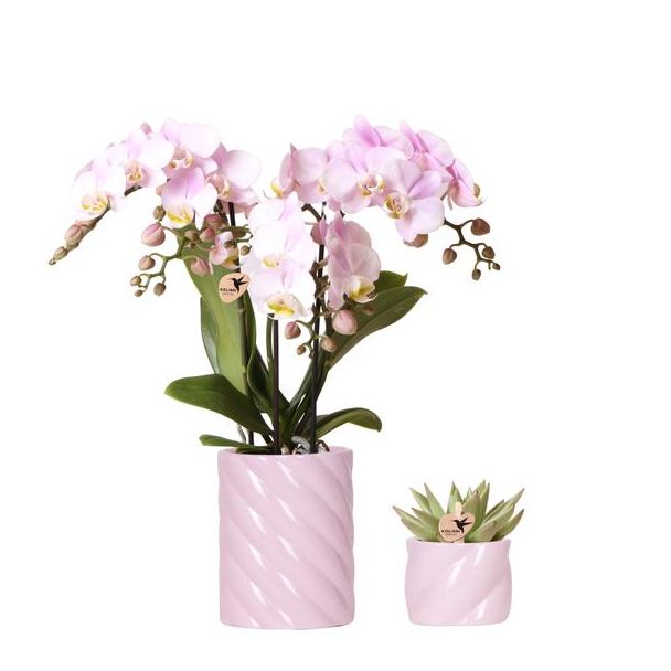 Geschenk-Tipp, Rosa Phalaenopsis-Orchidee aus Portugal und Sukkulente inkl. keramischen Zierpotten, Topfgröße Ø9cm