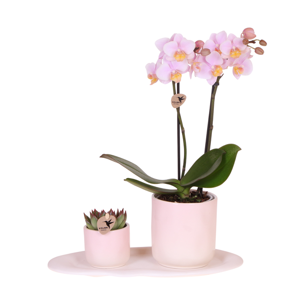 Pflanzen-Set, Geschenk-Tipp, Rosa Schmetterlingsorchidee Andorra und Sukkulente inkl. keramischen Zierübertöpfen, Phalaenopsis-Orchidee Andorra