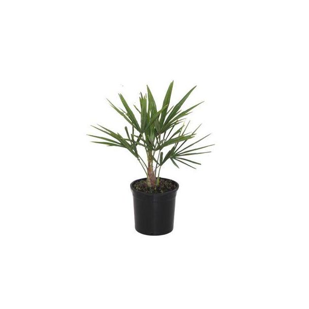 Chinesische Fächerpalme, Winterharte Palme, Starke Tropische, Exotisches Aussehen - Ø15cm - ↕40cm
