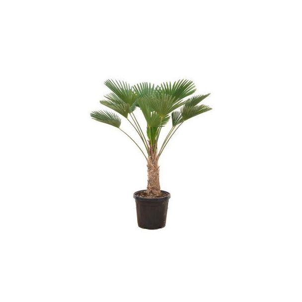 Wagner-Palme, Chinesische Fächerpalme, Schön kompaktes Format, Blickfang, Tropisch, Trachycarpus wagnerianus - Ø30cm - ↕130cm