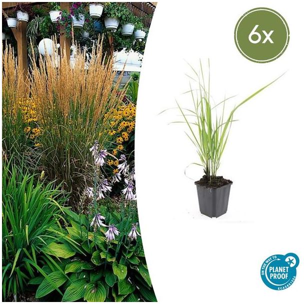 Struisriet - 6 stuks - winterharde siergras voor uw tuin ↕10-25cm