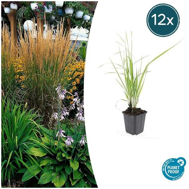 12x Struisriet 'Karl Foerster' | Calamagrostis acutiflora ↕10-25cm