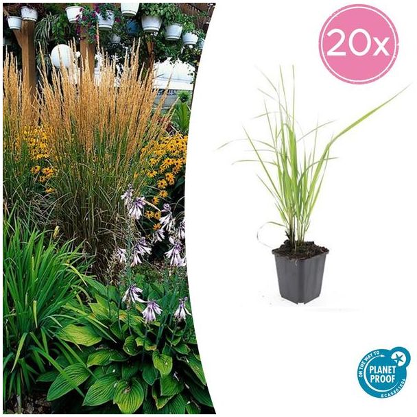 20 maal Calamagrostis acutiflora 'Karl Foerster' - bodembedekker / borderplant