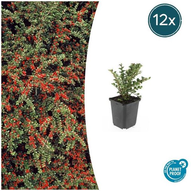 Sierheester met horizontale groei - 12 stuks - Cotoneaster horizontalis