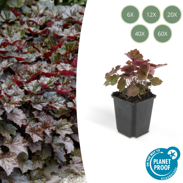 6 bis 60 Stück Zierliches Osterglockenblümchen, Tief Purpur/Bronzeblatt, Bodendecker, Heuchera mic. Palace Purple - ↕10-25cm - Ø9cm