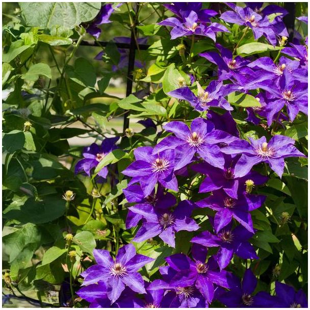 Clematis 'The President' klimt sierlijk langs een pergola in een zonovergoten tuin