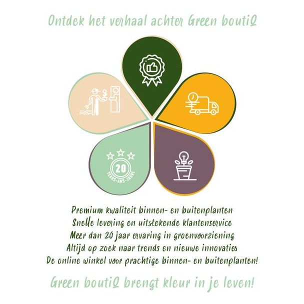 Grüne BoutiQ - Geißblatt - Lonicera henryi - Blüte Rosa - Wenig Pflege - 2 Pflanzen - Topf 11cm Höhe 40cm