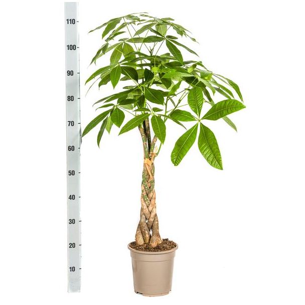 Pachira 110 cm