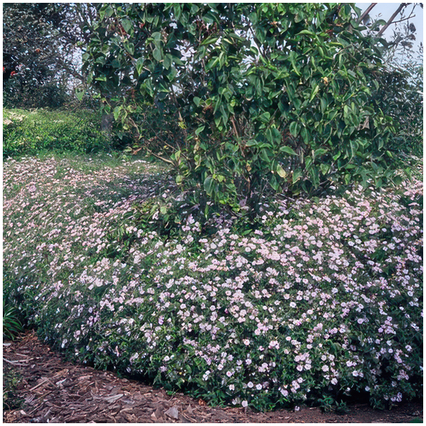 „Züchte deine eigene Astern, direkt zu dir nach Hause geliefert, einfach über den Briefkasten!“, 6 Stecklinge, Höhe 40mm