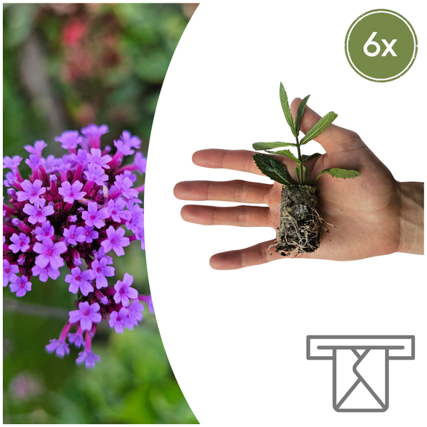 „Züchte deine eigene Verbene, direkt zu dir nach Hause geliefert, einfach über den Briefkasten!“, 6 Stecklinge, Höhe 40mm