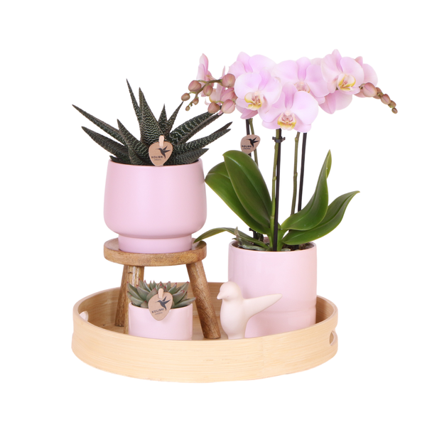Pflanzen-Set, Wunderschöner Blickfang, Eine Rosen-Vanille-Orchidee in Zierpot mit frischgrünen Pflanzen auf einem natürlichen Bambus-Tablett.