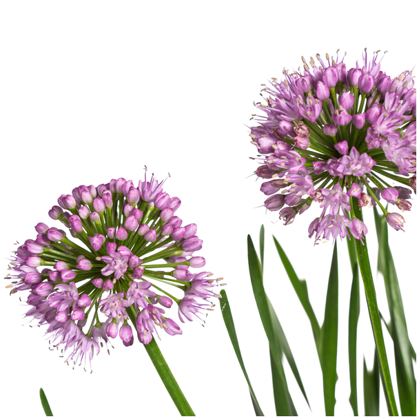 Allium senescens Millennium Ø19 cm - ↕50 - 60 cm