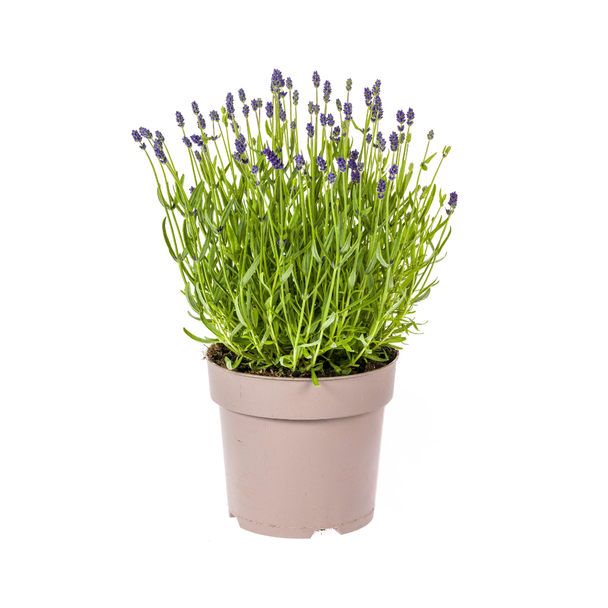 Lavendel, Purpurblühende Ähren, Staude, Mediterranes Flair, Lavandula angustifolia Ø19cm - ↕40 - 50cm