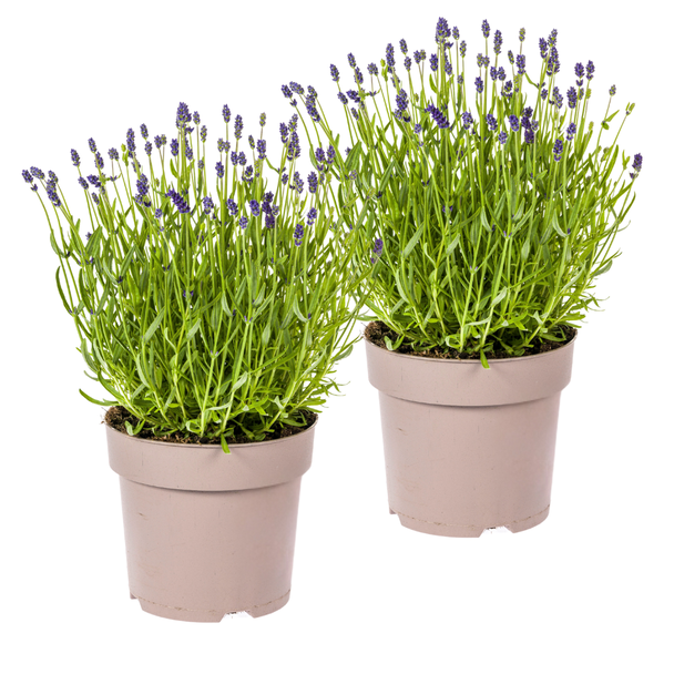 2 Stück Lavendel, Lila Blütenstände, Staude, Mediterranes Flair, Lavandula angustifolia Ø19cm - ↕40 - 50cm