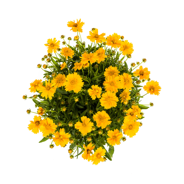 Großblütige Mädchenauge Ø19cm - ↕50 - 60cm
