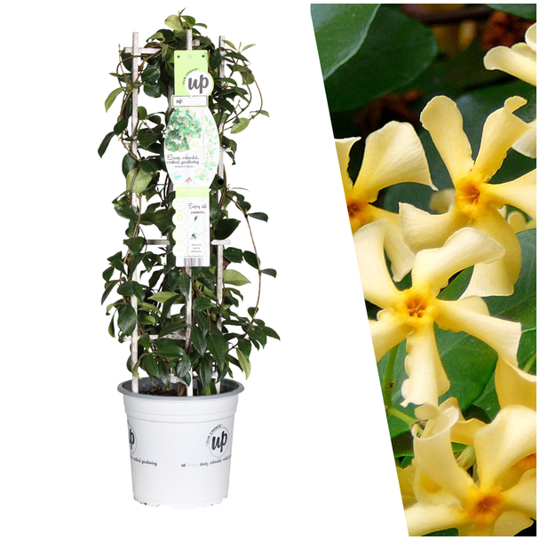 Die Gelbe Toskanische Jasmin, Gelber Stern, Immergrüne Kletterpflanze, Trachelospermum asiaticum Gelber Stern - Ø 23 cm - ↨ 75 cm