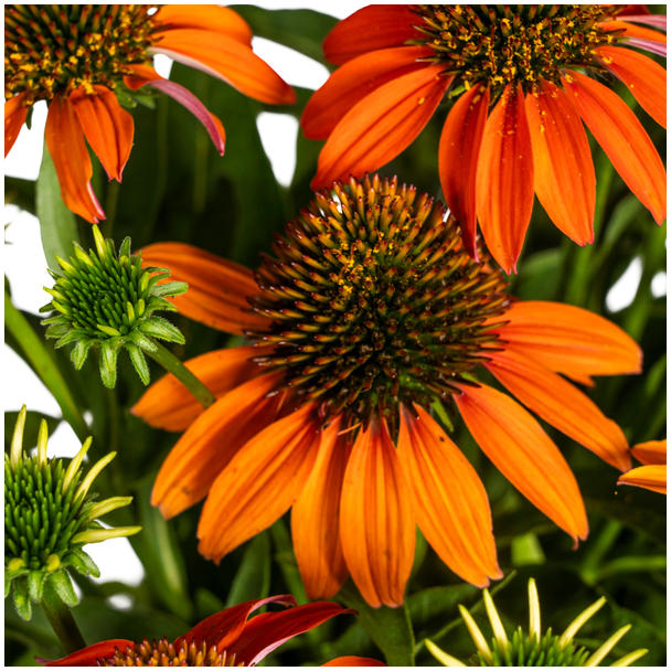 Sonnenhut Orange Ø19cm - ↕60 - 70cm