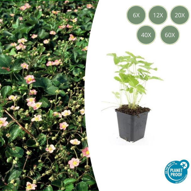 6 - 60 st Bosaardbei, Bloemkleur Wit met een Geel Hartje, bodembedekker, Rode Aardbeien, Fragaria vesca - ↕10-25cm - Ø9cm