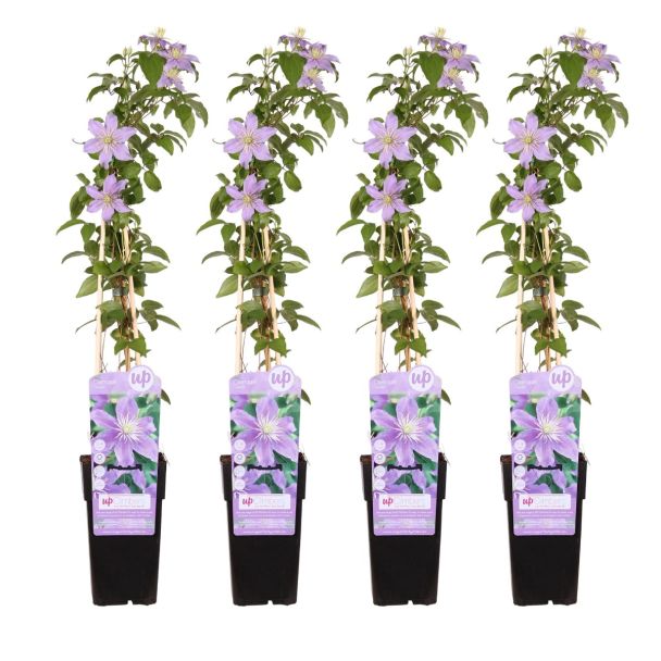 Set van 4 Clematis Justa planten geleverd