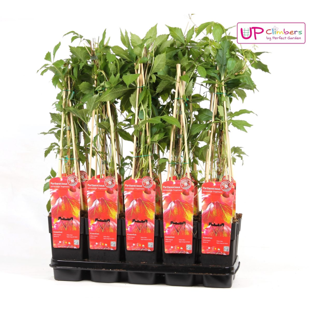 Set van 4 Parthenocissus Engelmannii planten als klimplant