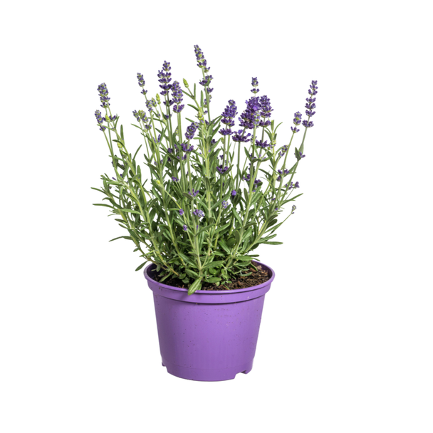 8 Stück Lavendel, Lila Blütenstände, Staude, Mediterranes Flair, Lavandula angustifolia Ø13cm - ↕30 - 40cm