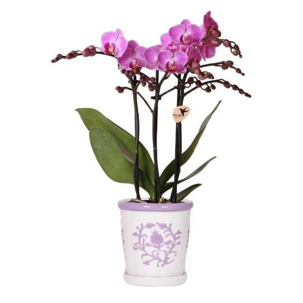 Lila Schmetterlingsorchidee Vienna in Malaga Zierpot Lila, Blühende Zimmerpflanze, Ø9cm