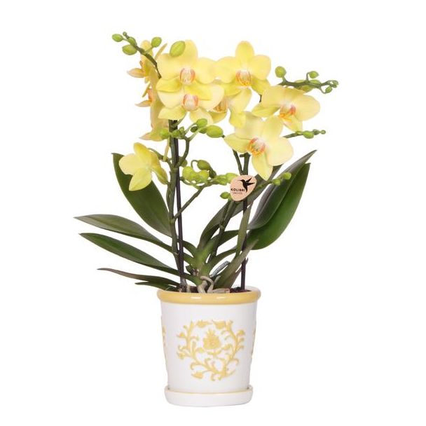 Gelbe Schmetterlingsorchidee Albenga mit Malaga Ziertopf Gelb, Blühende Zimmerpflanze, Phalaenopsis Orchidee, Ø9cm