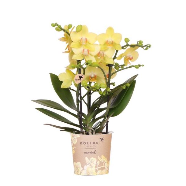 Gelbe Schmetterlingsorchidee Albenga, Blühende Zimmerpflanze, Phalaenopsis Orchidee, Ø9cm
